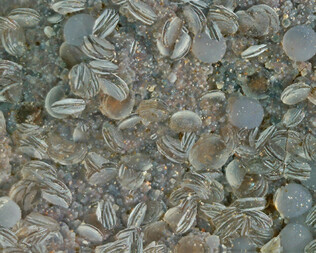 Deutschland/Hessen/Darmstadt, Bezirk/Wetteraukreis/Gedern, Stadtgemeinde/Steinbruch Bonacker