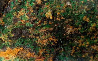 Deutschland/Sachsen/Sächsische Schweiz-Osterzgebirge, Landkreis/Freital/Großer Ternickel