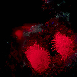 Deutschland/Rheinland-Pfalz/Mayen-Koblenz-Kreis/Mendig, Verbandsgemeinde/Bell/Rothenberg