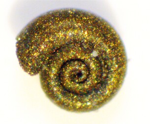 Deutschland/Schleswig-Holstein/Steinburg, Landkreis/Lägerdorf/Kreidegruben