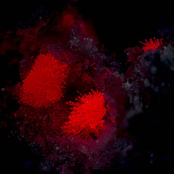 Deutschland/Rheinland-Pfalz/Mayen-Koblenz-Kreis/Mendig, Verbandsgemeinde/Bell/Rothenberg