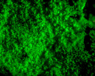 Frankreich/Occitanie (Okzitanien), Région/Hérault, Département/Lodève, Arrondissement/Le Puech/Rabejac