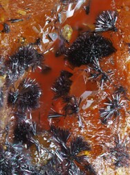 China/Hunan, Provinz/Changde, Präfektur/Shimen, Kreis/Jiepaiyu As-Lagerstätte/Jiepaiyu Mine (Shimen Mine; Realgar Mine)