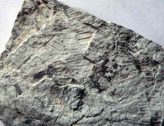 Deutschland/Thüringen/Altenburger Land, Landkreis/Nobitz/Kiesgrube Nobitz