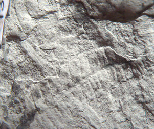 Deutschland/Thüringen/Altenburger Land, Landkreis/Nobitz/Kiesgrube Nobitz