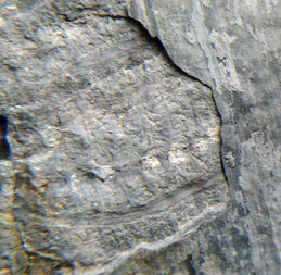 Deutschland/Thüringen/Altenburger Land, Landkreis/Nobitz/Kiesgrube Nobitz