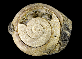 Deutschland/Baden-Württemberg/Tübingen, Bezirk/Ulm/Einsingen