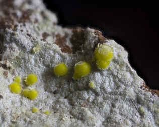 Frankreich/Occitanie (Okzitanien), Région/Hérault, Département/Lodève, Arrondissement/Le Puech/Rabejac