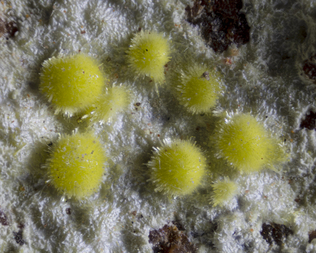 Frankreich/Occitanie (Okzitanien), Région/Hérault, Département/Lodève, Arrondissement/Le Puech/Rabejac