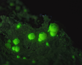 Frankreich/Occitanie (Okzitanien), Région/Hérault, Département/Lodève, Arrondissement/Le Puech/Rabejac