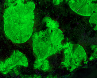 Frankreich/Occitanie (Okzitanien), Région/Hérault, Département/Lodève, Arrondissement/Le Puech/Rabejac