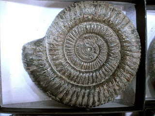 UK/England/North Yorkshire Co./Whitby