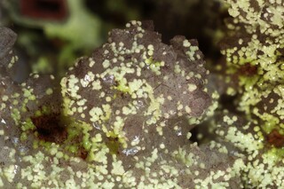 Deutschland/Baden-Württemberg/Freiburg, Bezirk/Ortenaukreis/Oberwolfach/Grube Clara