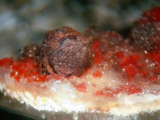 Deutschland/Sachsen/Vogtlandkreis/Muldenhammer/Tannenbergsthal/Schneckensteingebiet