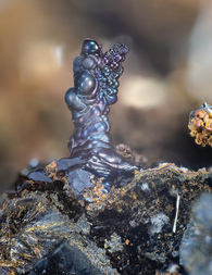 Deutschland/Bayern/Oberpfalz, Bezirk/Neustadt an der Waldnaab, Landkreis/Waidhaus/Hagendorf/Hagendorf-Süd (Grube Cornelia)