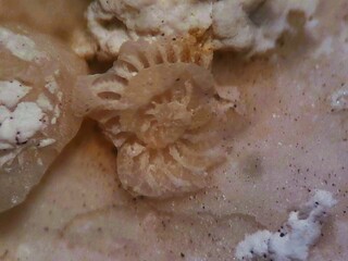 Ungarn/Győr-Moson-Sopron, Komitat/Sopron, Kreis/Fertőrákos