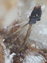 Deutschland/Rheinland-Pfalz/Mayen-Koblenz-Kreis/Vordereifel, Verbandsgemeinde/Ettringen/Bellerberg/Ettringer Bellerberg (Stbr. Caspar)