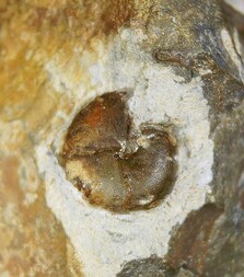 Deutschland/Nordrhein-Westfalen/Arnsberg, Bezirk/Hochsauerlandkreis/Arnsberg/Uentrop/Herdringen