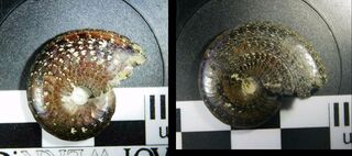 Frankreich/Grand Est, Région/Marne, Département