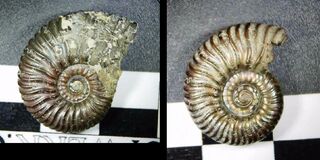 Frankreich/Grand Est, Région/Marne, Département