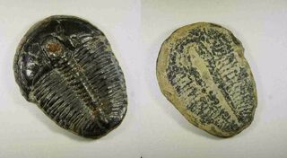 USA/Utah/Millard County/House Range