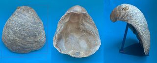 Frankreich/Normandie, Région/Calvados, Département/Lisieux, Arrondissement/Houlgate/Falaises des Vaches Noires