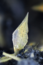 Deutschland/Rheinland-Pfalz/Mayen-Koblenz-Kreis/Vordereifel, Verbandsgemeinde/Ettringen, Gemeinde/Bellerberg/Ettringer Bellerberg (Stbr. Caspar)