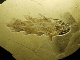 Deutschland/Bayern/Oberfranken, Bezirk/Bamberg, Landkreis/Wattendorf, Gemeinde/Kalksteinbruch Wattendorf (Schorr GmbH & Co. KG)