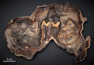 USA/Oregon/Harney County/Drewsey/Stinking Water (Stinkingwater, Stinking Water Mountain)