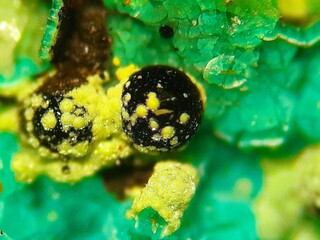 Deutschland/Baden-Württemberg/Freiburg, Bezirk/Ortenaukreis/Hausach, Stadt/Steinbruch Hechtsberg