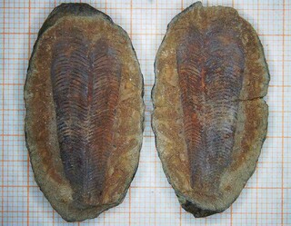 Bolivien/La Paz, Departamento