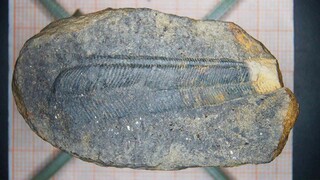 Bolivien/La Paz, Departamento