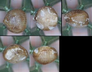 Deutschland/Rheinland-Pfalz/Eifelkreis Bitburg-Prüm/Gondelsheim