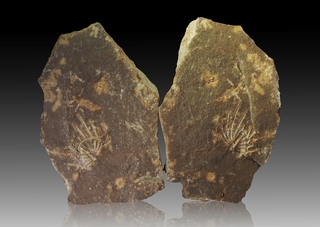 Deutschland/Rheinland-Pfalz/Vulkaneifel, Landkreis/Gerolstein, Verbandsgemeinde