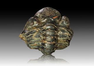 Frankreich/Grand Est, Région/Ardennes, Département/Charleville-Mézières, Arrondissement/Vireux-Molhain/Mur des douaniers