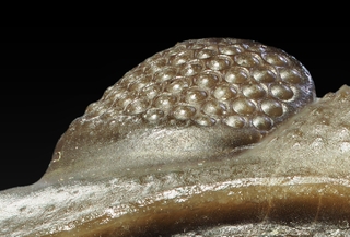 Deutschland/Rheinland-Pfalz/Vulkaneifel, Landkreis/Gerolstein, Verbandsgemeinde/Pelm/Trilobiten-Felder bei Gees (Pelm-Salmer Weg)