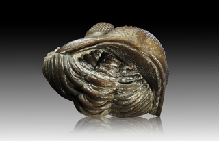 Deutschland/Rheinland-Pfalz/Vulkaneifel, Landkreis/Gerolstein, Verbandsgemeinde/Pelm/Trilobiten-Felder bei Gees (Pelm-Salmer Weg)