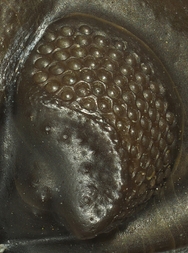 Deutschland/Rheinland-Pfalz/Vulkaneifel, Landkreis/Gerolstein, Verbandsgemeinde/Pelm/Trilobiten-Felder bei Gees (Pelm-Salmer Weg)