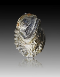 Deutschland/Rheinland-Pfalz/Vulkaneifel, Landkreis/Gerolstein, Verbandsgemeinde/Pelm/Trilobiten-Felder bei Gees (Pelm-Salmer Weg)