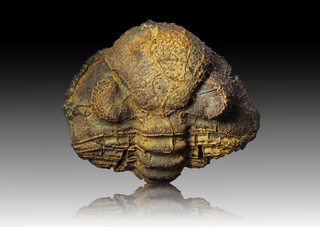 Frankreich/Grand Est, Région/Ardennes, Département/Charleville-Mézières, Arrondissement/Vireux-Molhain/Mur des douaniers