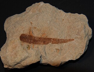 Deutschland/Sachsen/Dresden/Tunnel Dölzschen (A17)