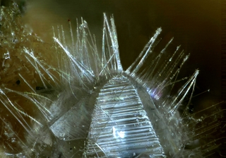 Deutschland/Rheinland-Pfalz/Mayen-Koblenz-Kreis/Vordereifel, Verbandsgemeinde/Ettringen/Bellerberg/Ettringer Bellerberg (Stbr. Caspar)