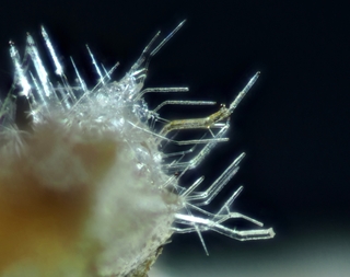 Deutschland/Rheinland-Pfalz/Mayen-Koblenz-Kreis/Vordereifel, Verbandsgemeinde/Ettringen/Bellerberg/Ettringer Bellerberg (Stbr. Caspar)