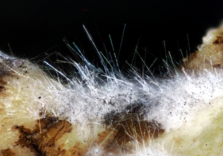 Deutschland/Rheinland-Pfalz/Mayen-Koblenz-Kreis/Vordereifel, Verbandsgemeinde/Ettringen/Bellerberg/Ettringer Bellerberg (Stbr. Caspar)