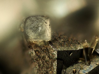 Deutschland/Bayern/Oberpfalz, Bezirk/Neustadt an der Waldnaab, Landkreis/Waidhaus/Hagendorf/Hagendorf-Süd (Grube Cornelia)