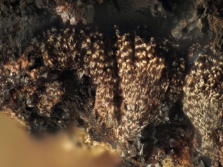 Deutschland/Bayern/Oberpfalz, Bezirk/Neustadt an der Waldnaab, Landkreis/Waidhaus/Hagendorf/Hagendorf-Süd (Grube Cornelia)