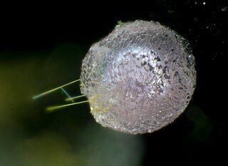 Deutschland/Bayern/Oberpfalz, Bezirk/Neustadt an der Waldnaab, Landkreis/Waidhaus/Hagendorf/Hagendorf-Süd (Grube Cornelia)