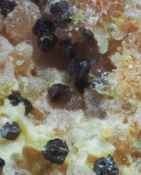 Deutschland/Rheinland-Pfalz/Kusel, Landkreis/Lauterecken-Wolfstein, Verbandsgemeinde/Hinzweiler, Ortsemeinde/Hohe Buche