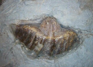 Deutschland/Rheinland-Pfalz/Eifelkreis Bitburg-Prüm/Arzfeld, Verbandsgemeinde/Waxweiler