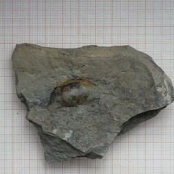 Deutschland/Rheinland-Pfalz/Eifelkreis Bitburg-Prüm/Arzfeld, Verbandsgemeinde/Waxweiler